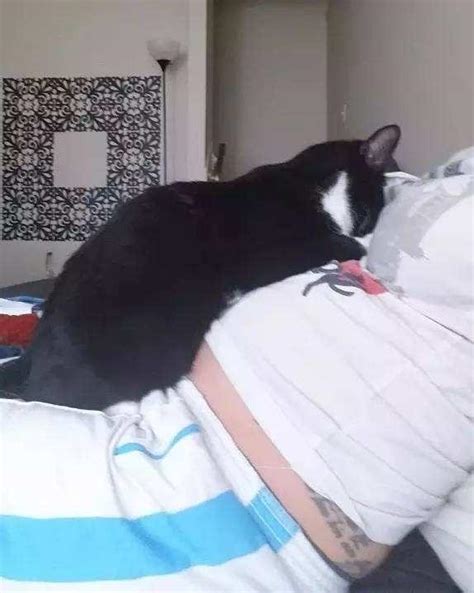 孕婦養貓 注意